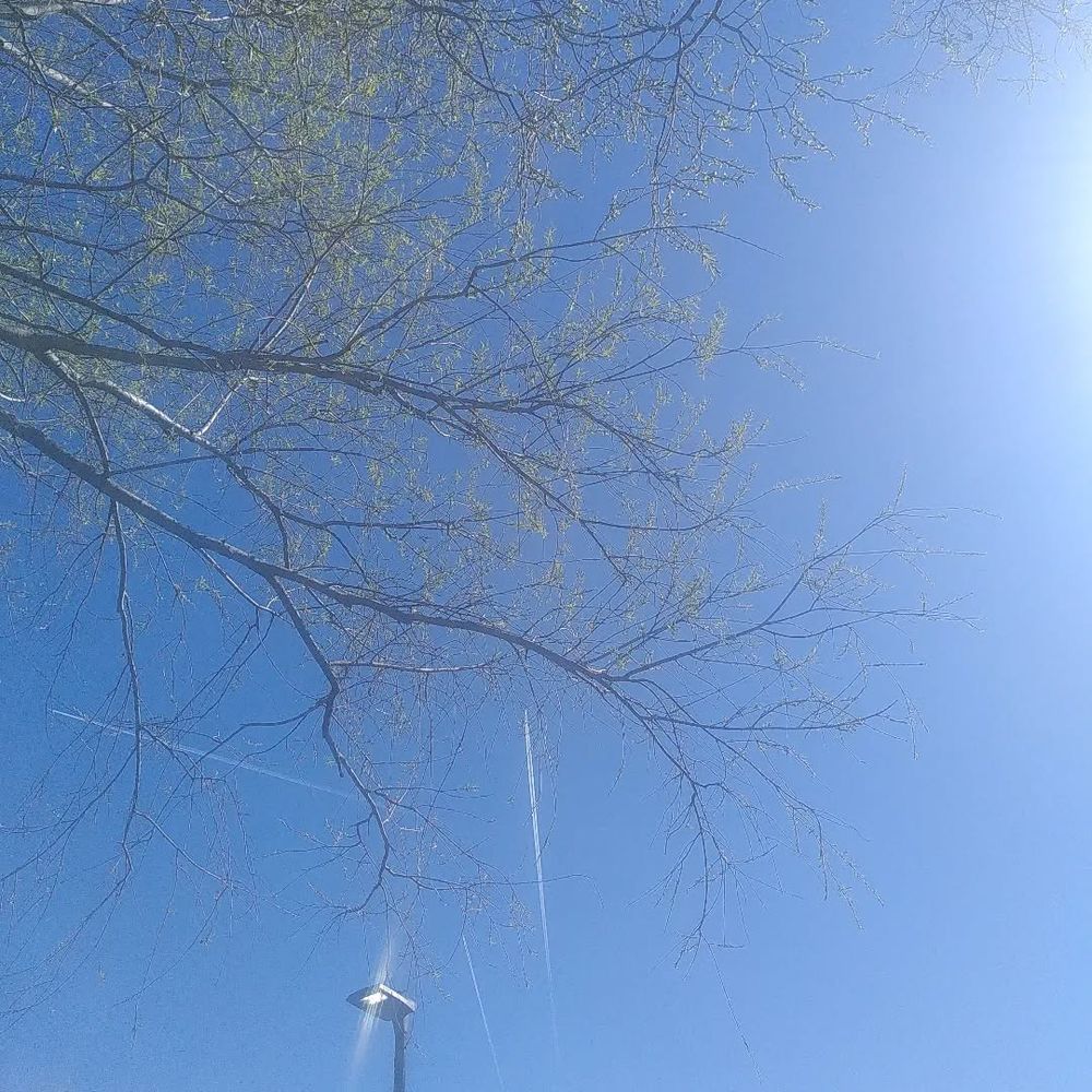 #Manchester #sky #spring #greentrees #aeroplane #blueskies