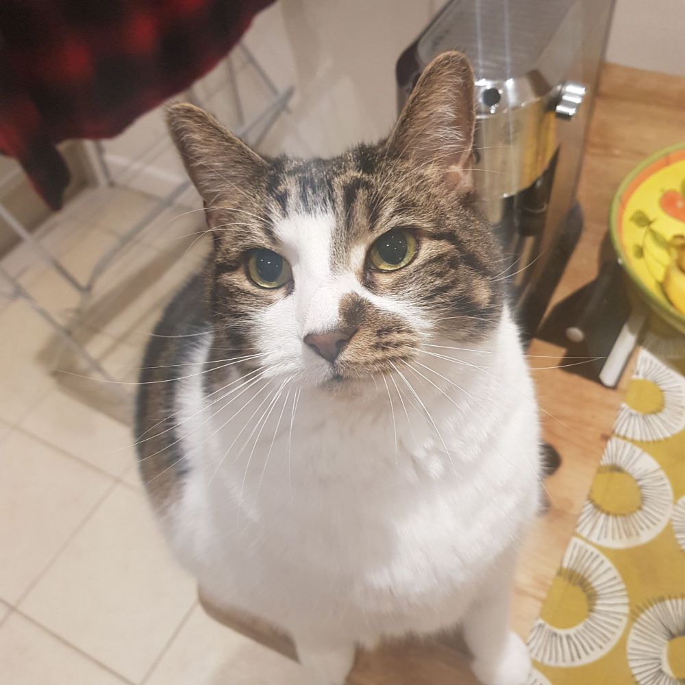 Tabby & white cat perched on the edge of a kitchen table, staring upwards, wide eyed, in the hope of receiving treats.