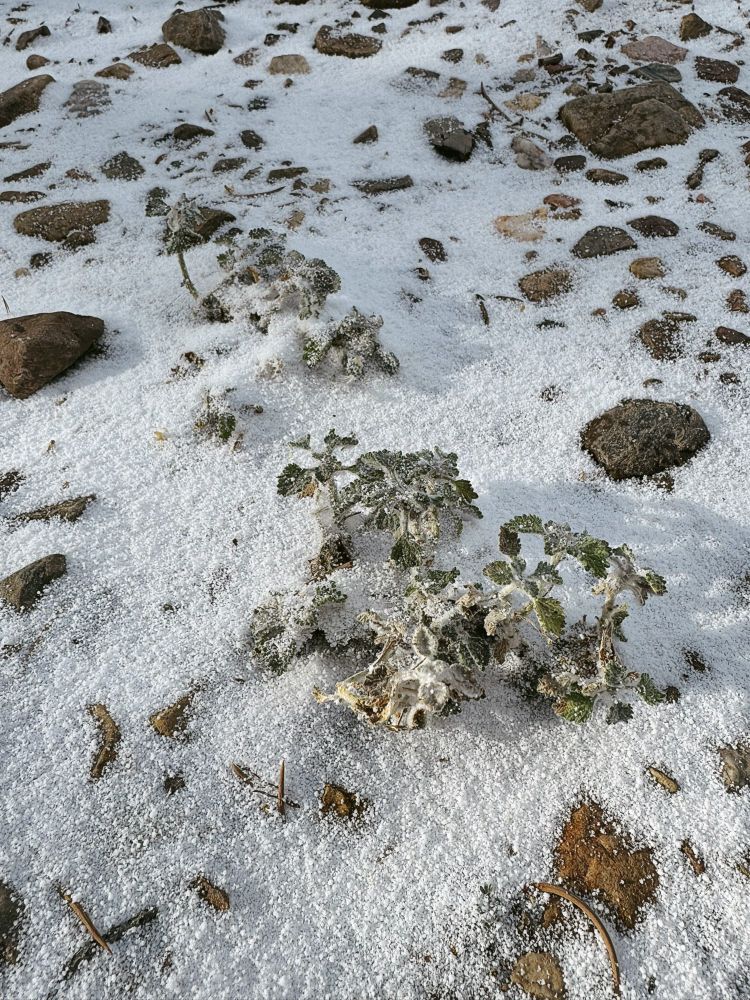 closeup of white powdery snow covering some weeds on the ground