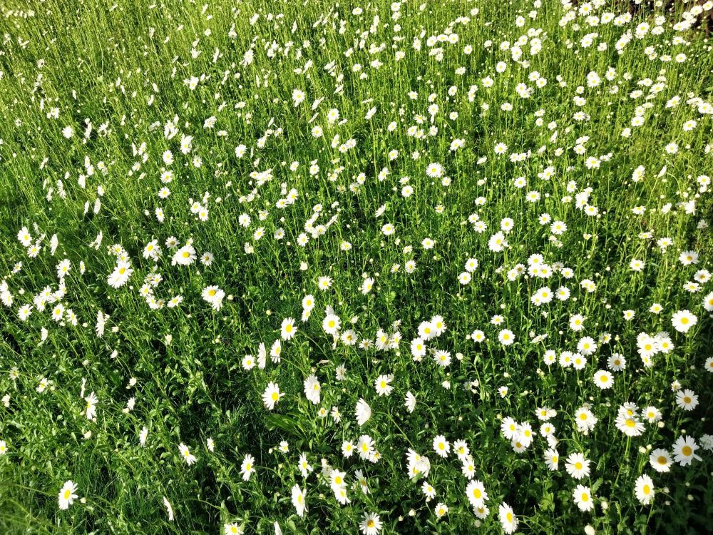 a lovely field of wildflowers