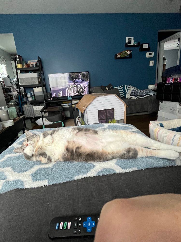 Stretched out, belly up, sleeping dilute calico kitty without a care in the world