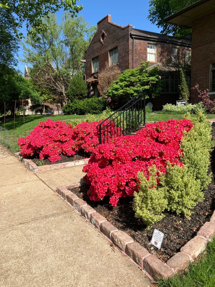A bush about 6 feet long and 3 feet high with small bright reddish-pinkish flowers with the sun shining on them. The bush is bordering the sidewalk and stairs going up to a brick house. There is a sidewalk in front of the bush and a couple different types of trees of some sort in the background.