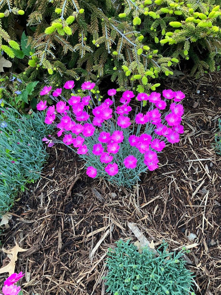 Small pink flowers on a tiny bush about 6 inches across and 6 inches high. The leaves on the mini-bush are like soft little spikes colored a sage green-blue.