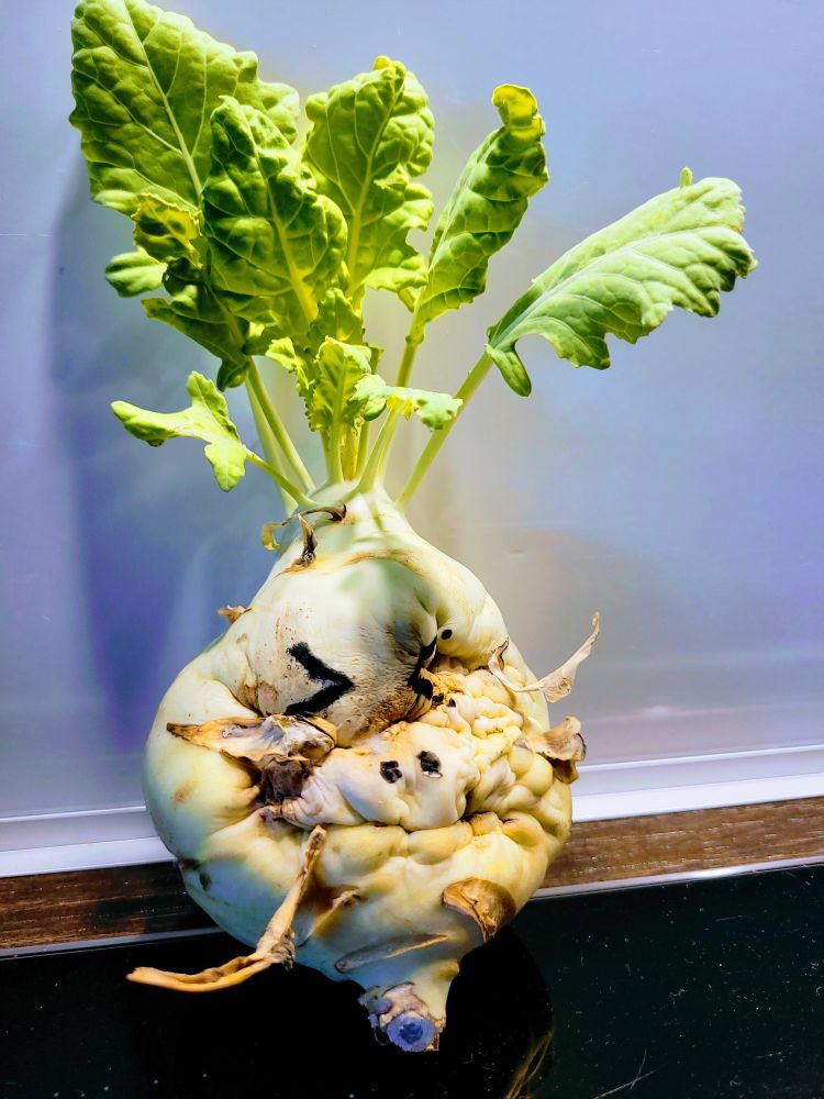 Eine im Kühlschrank vergessene Kohlrabi, die leicht ausgedörrt berschrumpelt ist und auf die ein Gesicht gemalt wurde
