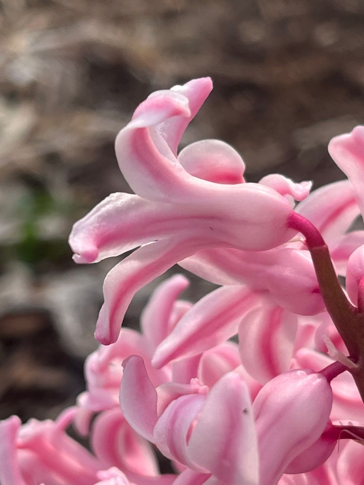 Close up of a pink hyacinth flower