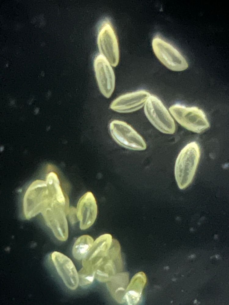 Hyacinth pollen grains viewed under a Foldscope 2.0 at 140X magnification plus 5X zoom on my phone with reflective lighting