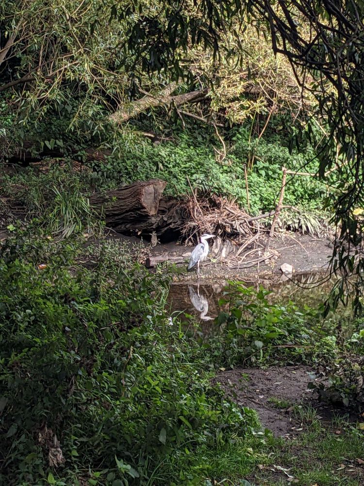 Tangled brambles and low hanging willows frame a grey and white heron on a muddy riverbank reflected in the brown water. It has caught the light and looks bright against its background.