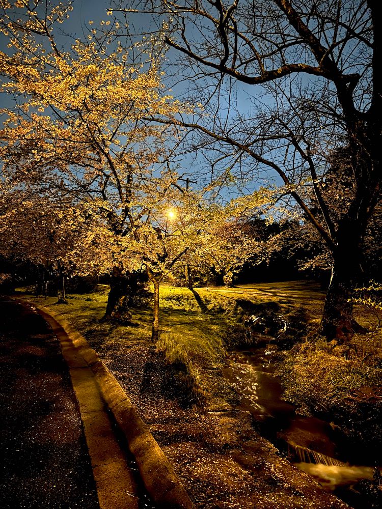 Cherry blossom at night next to a small stream 
