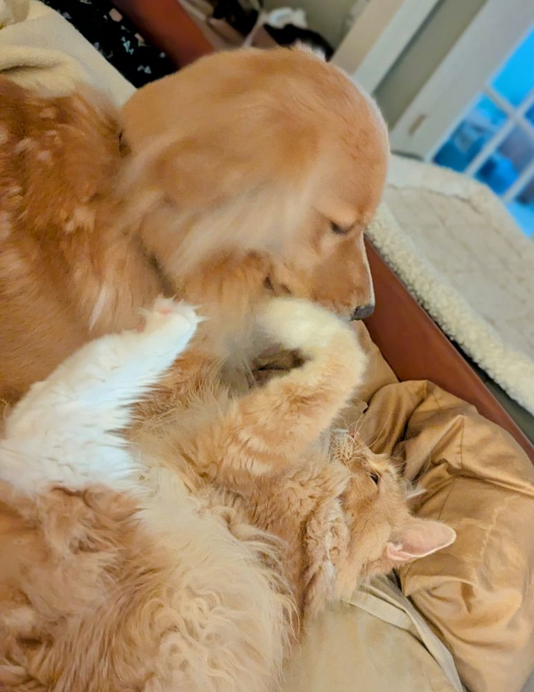Golden Retriever canoodling with red Maine Coon Cat 2/2. Photo by @JonHutson August 1, 2025