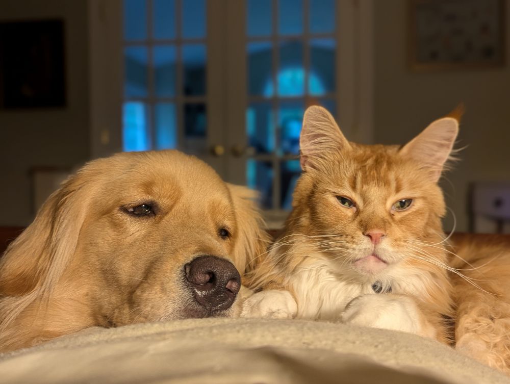 Golden Retriever and red Maine Coon Cat snuggling. Photo by @JonHutson August 4, 2025