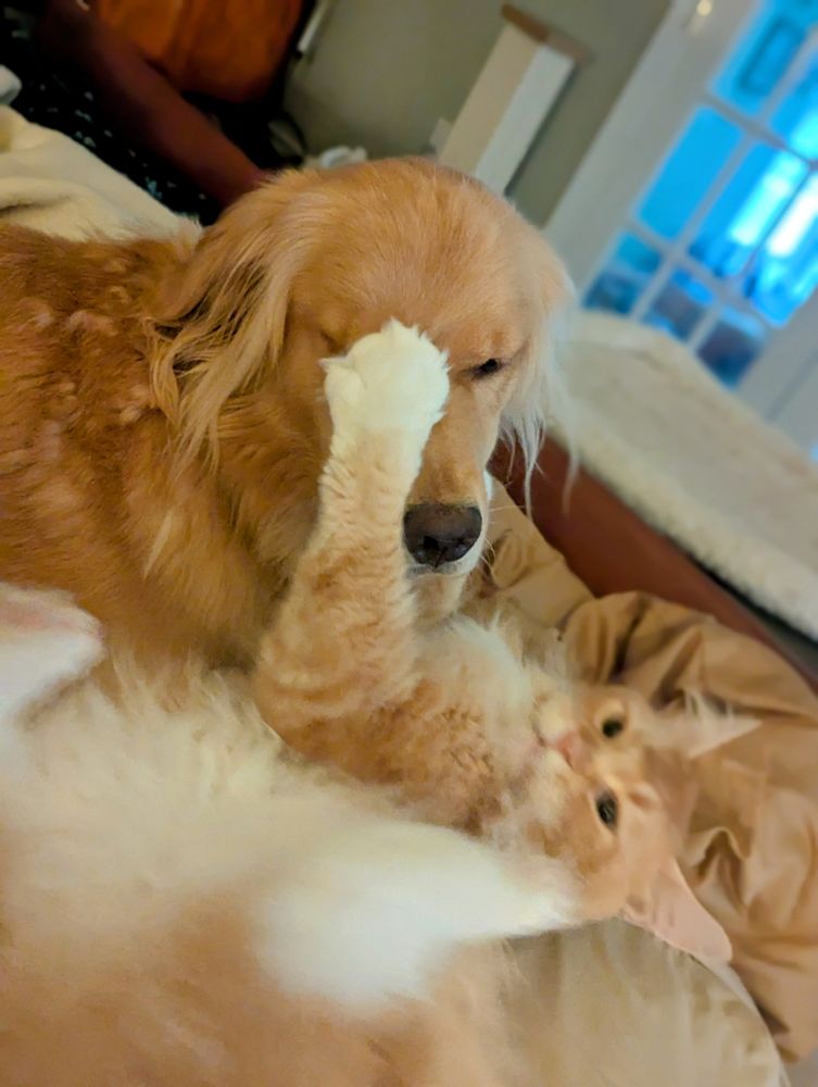 Golden Retriever and red Maine Coon Cat canoodling. Photo by @JonHutson August1, 2025