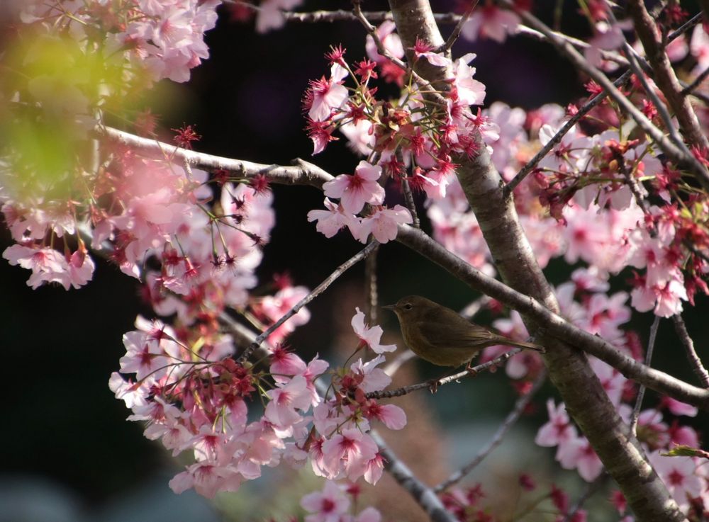 An orange crowned warbler sitting in a cherry blossom tree