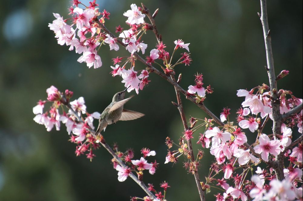 A hummingbird sips nectar from a cherry blossom