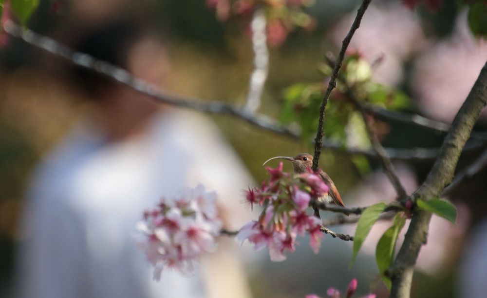 A hummingbird sitting on a cherry blossom tree and sticking out its long tongue