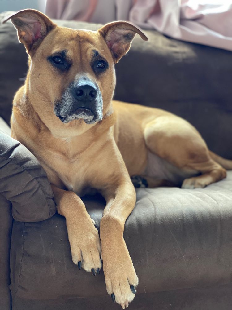 Toast, a big tan mixed breed dog is sitting on a dark brown couch with his front paws dangling down off the side. He’s looking at the camera and doesn’t seem particularly amused, but he is still very cute and handsome.