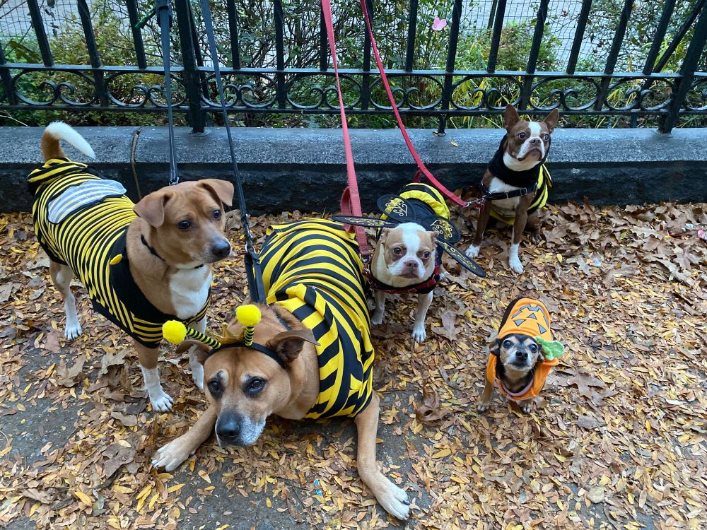 Five dogs pose in their Halloween costumes in front of a wrought iron gate. Four of them, the two large brown mixed breed dogs and the two little Boston Terriers, are in an array of bumble bee costumes. The fifth, a tiny chihuahua mix, is wearing a pumpkin costume. Of course only two of them are successfully looking at the camera. None of them look particularly pleased, but they put up with us regardless!