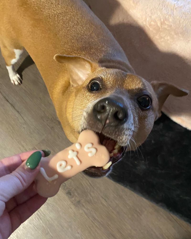 Photo of my smaller dog, River, taking a treat from my hand. The treat says “Let’s” on it. River is a medium sized tan dog with white paws and a little bit of grey around his mouth. 

