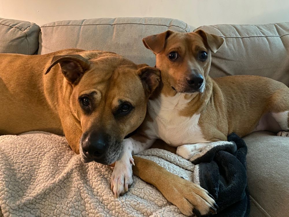 Two tan dogs are cuddled up on a beige couch. Toast is the bigger dog on the left, and he has his paw outstretched towards the right. River sits to the right and has his little white paw draped over Toast’s leg. They’re looking at the camera like they’re a little apprehensive, like they’re thinking, “why do you keep taking pictures of us, mom?”