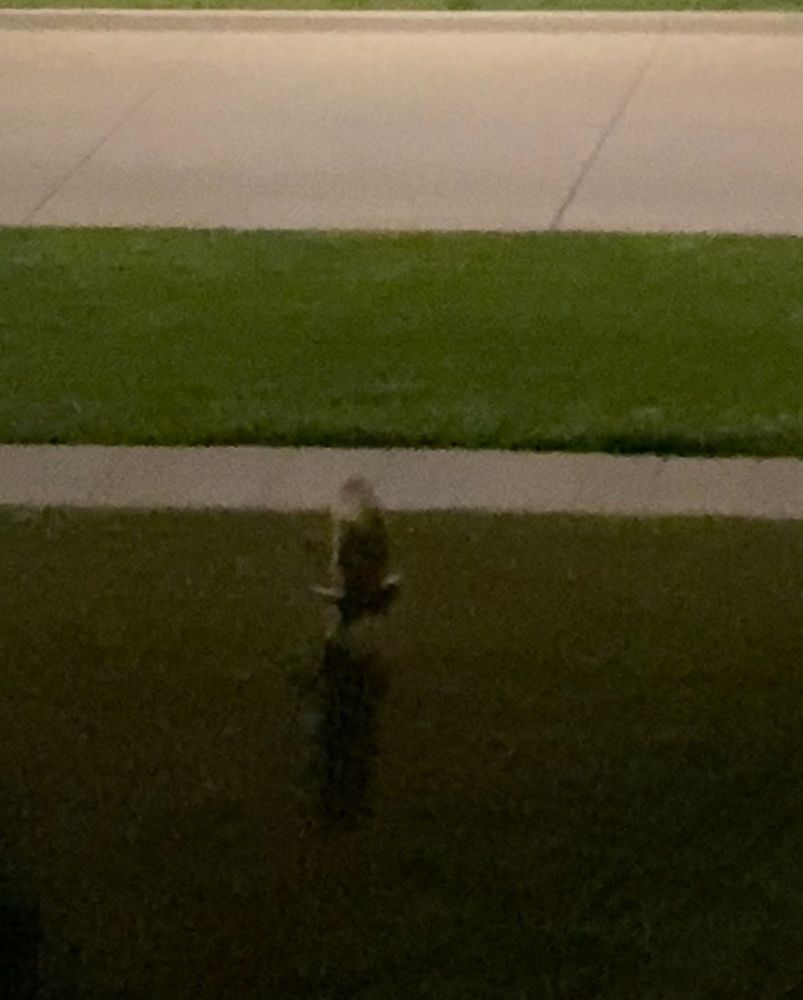 A very blurry screenshot from a video taken at night. The silhouette of what I’m quite sure is an owl is illuminated by street lights. It has just taken flight - its wings are flung straight upward and its talons are just barely pushed off of the ground below. The bird’s shadow stretches out beneath it on a green lawn.