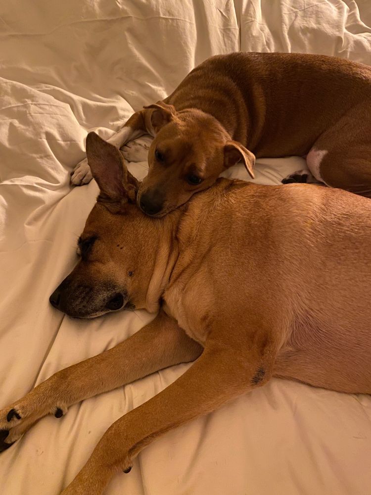 Two tan dogs are laying on a white sheet. The smaller dog has his chin resting on the bigger dog’s neck