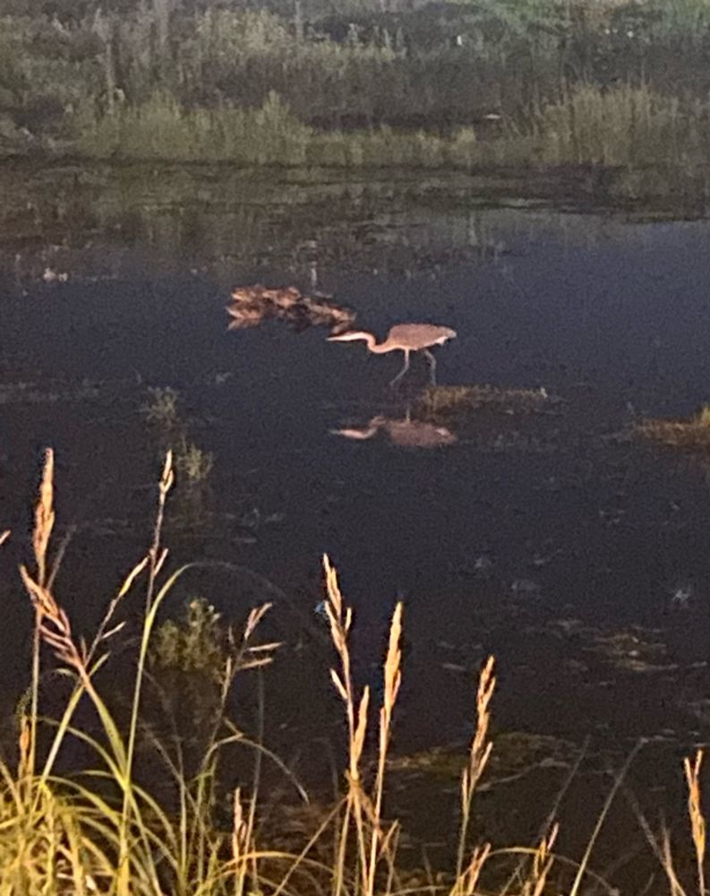 A very blurry, awkwardly lit nighttime photo of a pond lined with grasses and other freshwater plants. A large grey-ish bird with long legs and a curving neck steps through the water, its silhouette reflected off the dark blue-black surface. The bird is perhaps a heron, but I’m not confident to say that absolutely. Beyond the maybe-heron, a huddle of four or five ducks appear as a little blurry brown clump. It’s an incredibly amateur photo, but if you’re into birding you might find it interesting nonetheless!