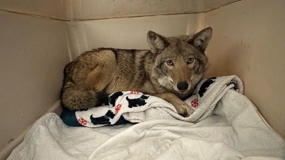 Image of coyote curled up in blankets