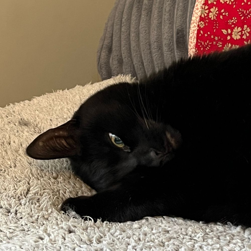 A black cat asleep on a fuzzy gray mat. Her head is tilted sideways and one green eye is weirdly half-open. 
