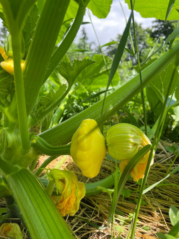 A close up of a small yellow patty pan squash with its orange blossom still attached