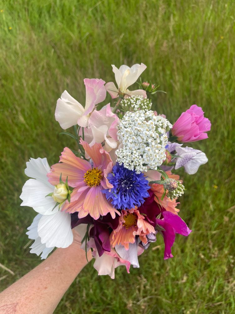 An arm holds out a bouquet of flowers featuring sweet peas, cosmos, cornflower and yarrow. Against a background of grass