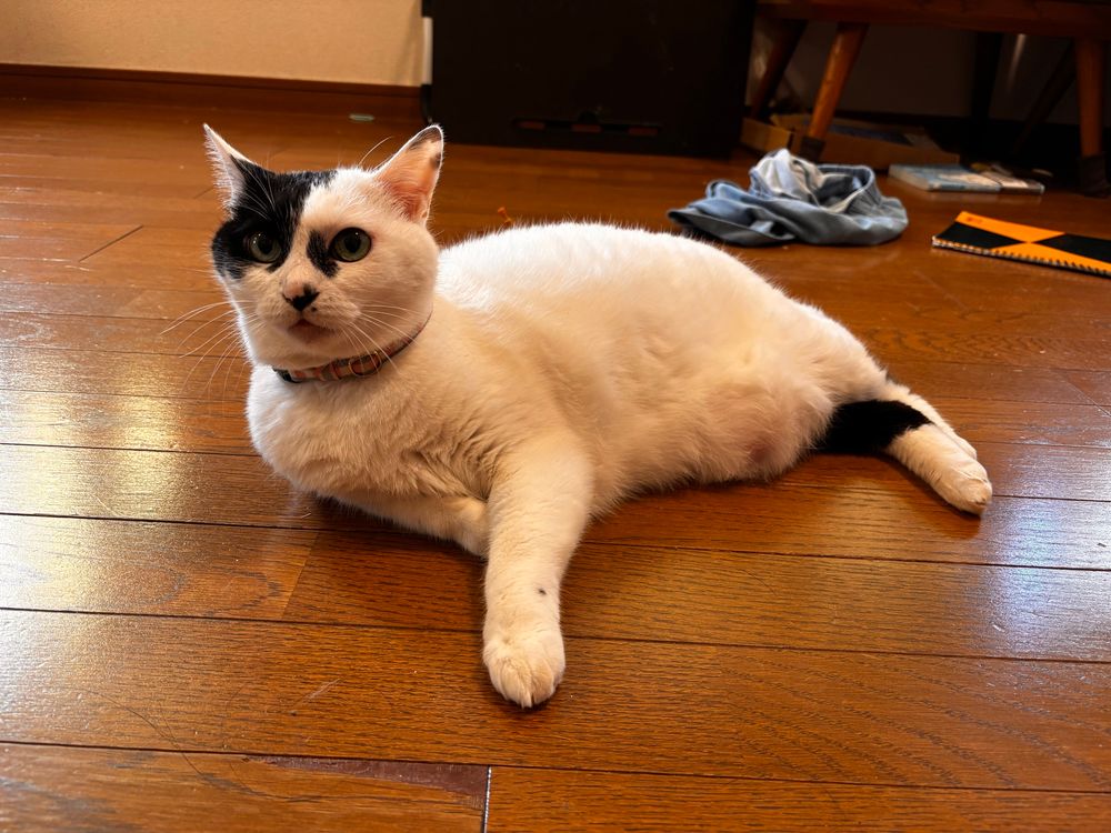 猫