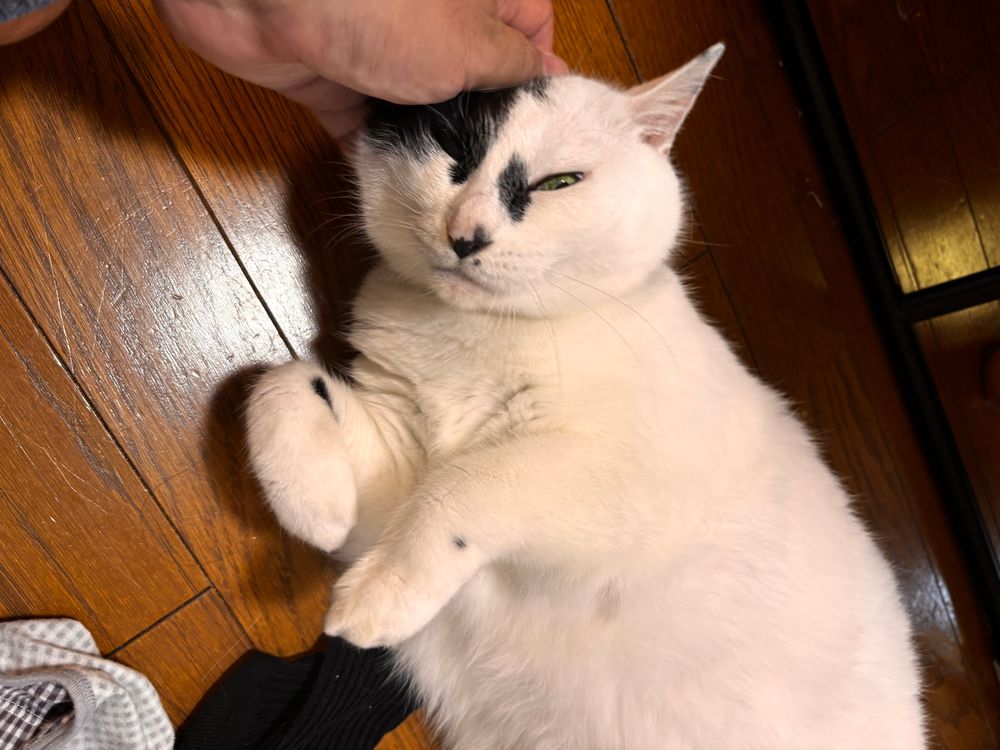 猫