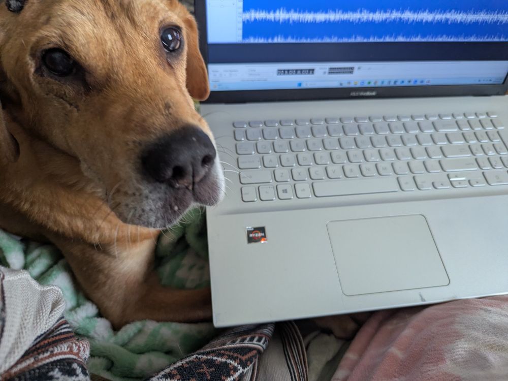 A tan dog overseeing a laptop with Audacity processing audio