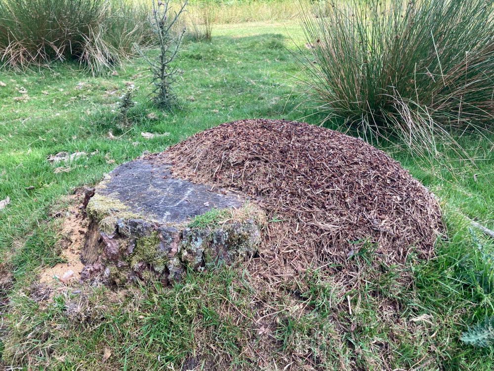 The stump of a felled pine tree is partially covered by a mound of wood ant nest material. The area around is grassy with thistles and reeds. The wood ant nest comprises a well-maintained thatch, with grass encroaching up the sides a little.