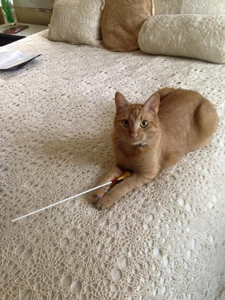Orange tabby cat, Nala, holding a baton on a bed