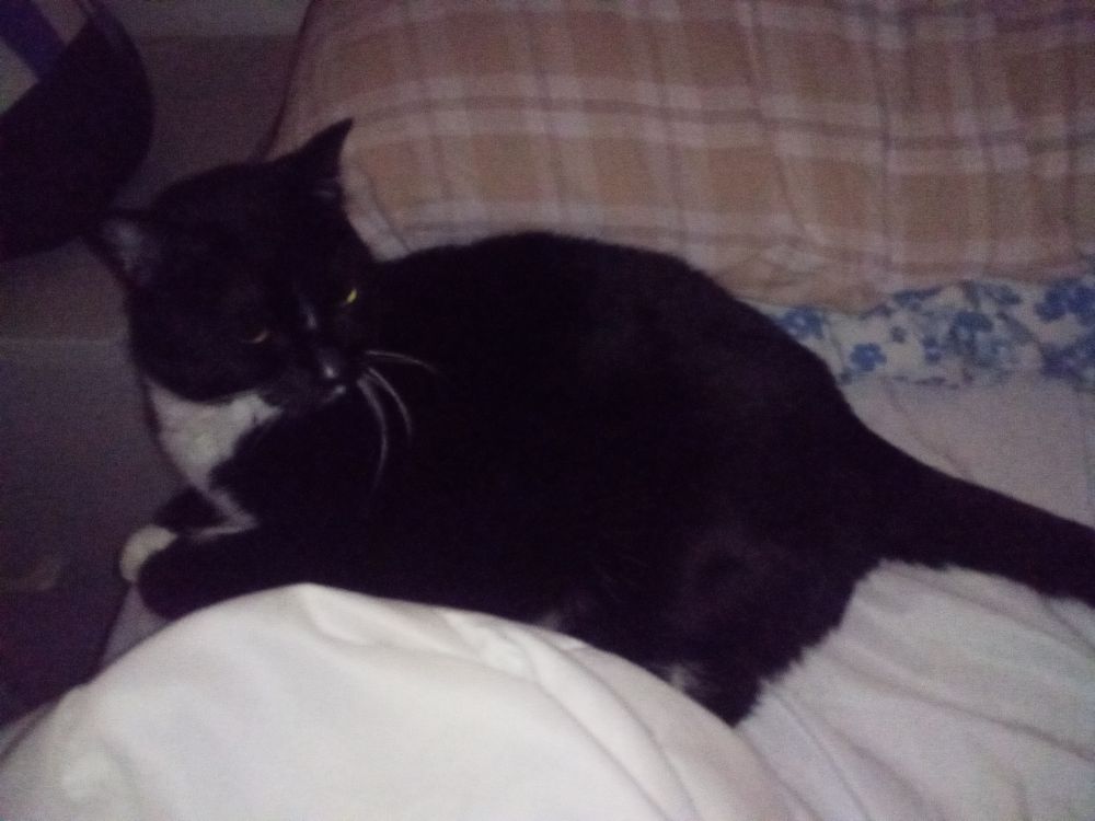 A hooded tuxedo cat sprawls on an unmade bed, pillows at her back.