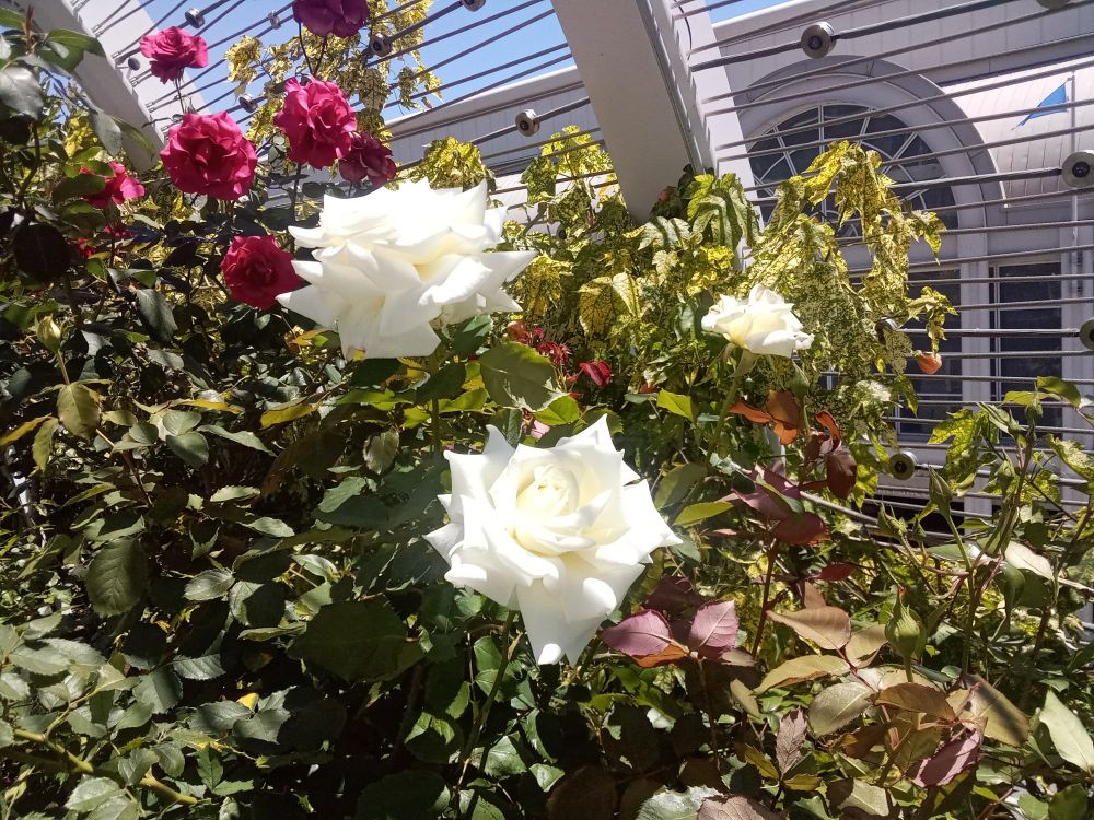 Rosebushes are in the foreground, white and fuchsia roses basking in the sun. Behind them, a wire guardrail, and the walkway faces a large building across the street.