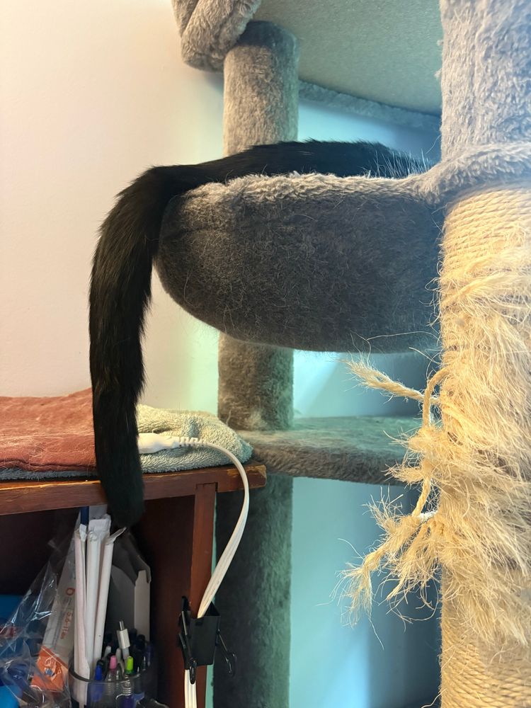 Photo of a black and white cat (Tiki) in a cat tree hammock with his tail hanging limply over the side. 