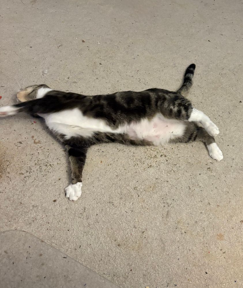 A tabby cat (Gracie) rolling around in some catnip scattered on a carpeted floor, just being silly and having fun. 