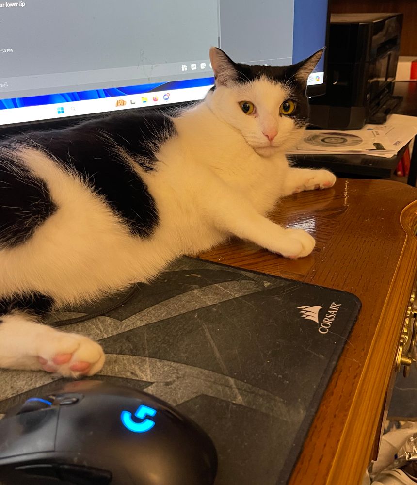 Black and white cat (Tiki) lying on a desk in front of a computer looking slightly defiant. 