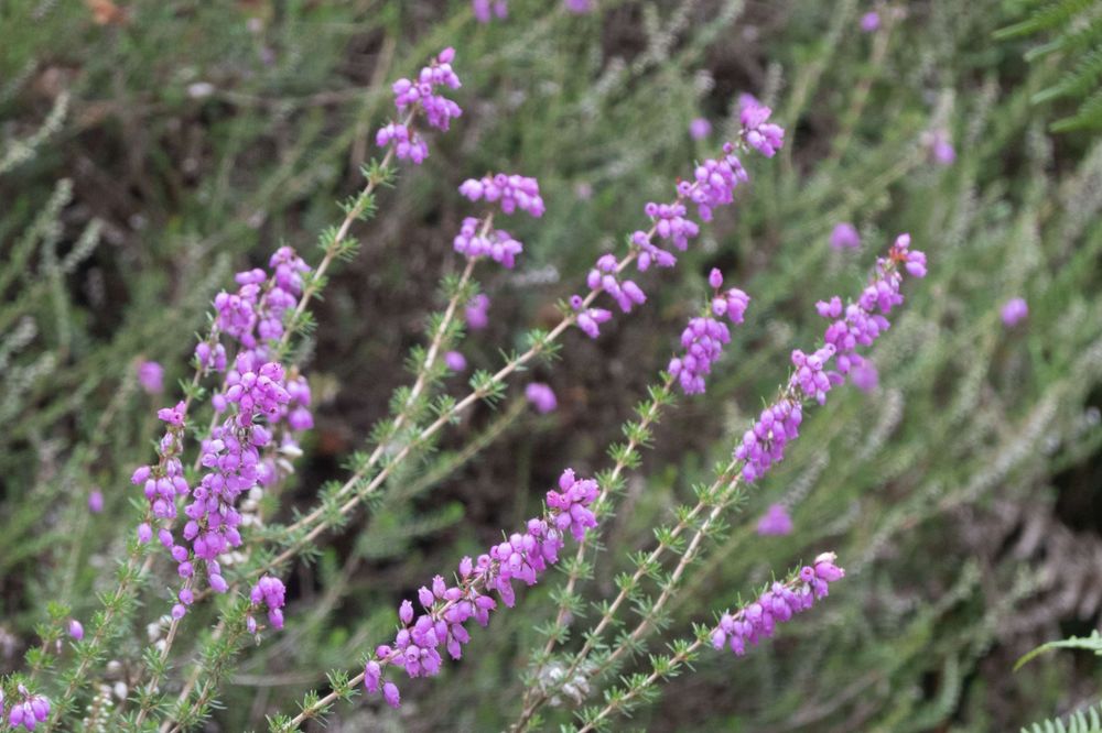 Flowering heather