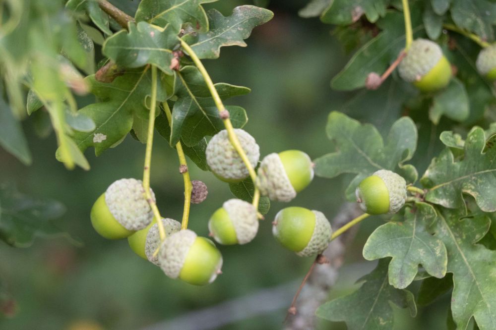 Very young acorns, still small and green