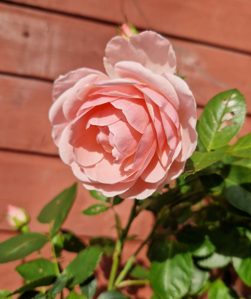 Nærbilde av rosa rose, grønne blader.