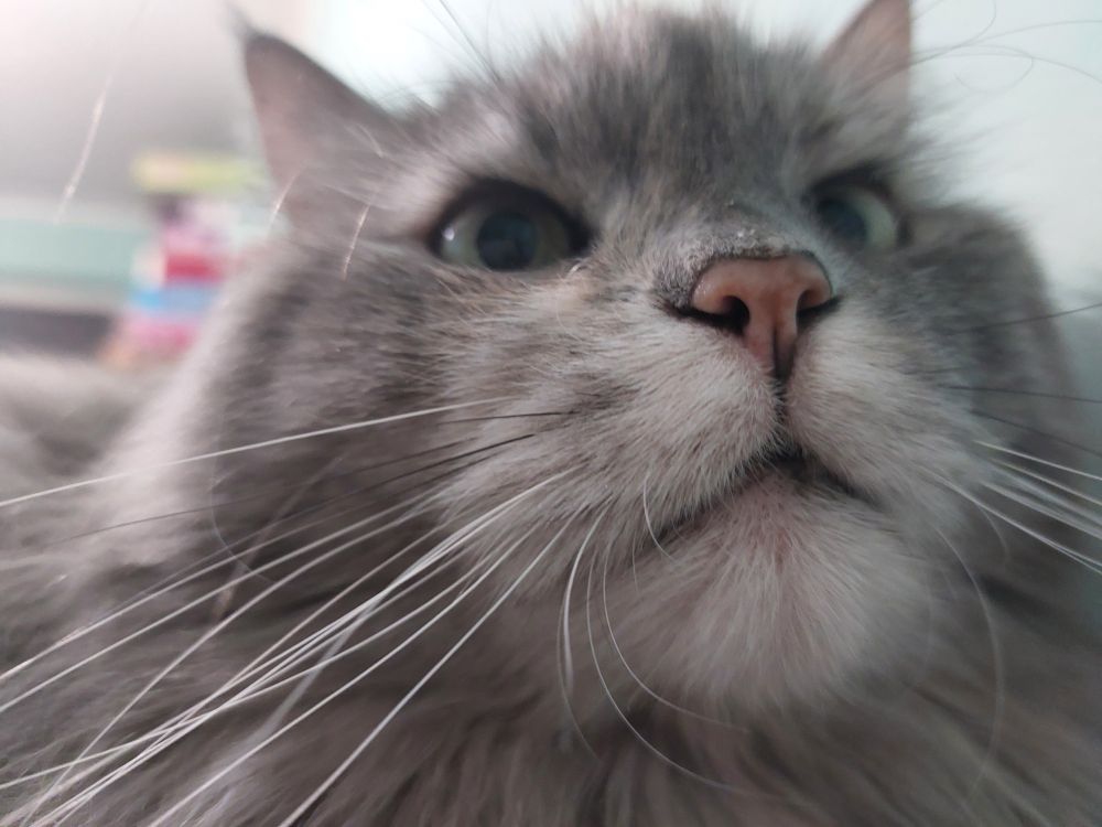 A close up photo of a gray syberian cat.