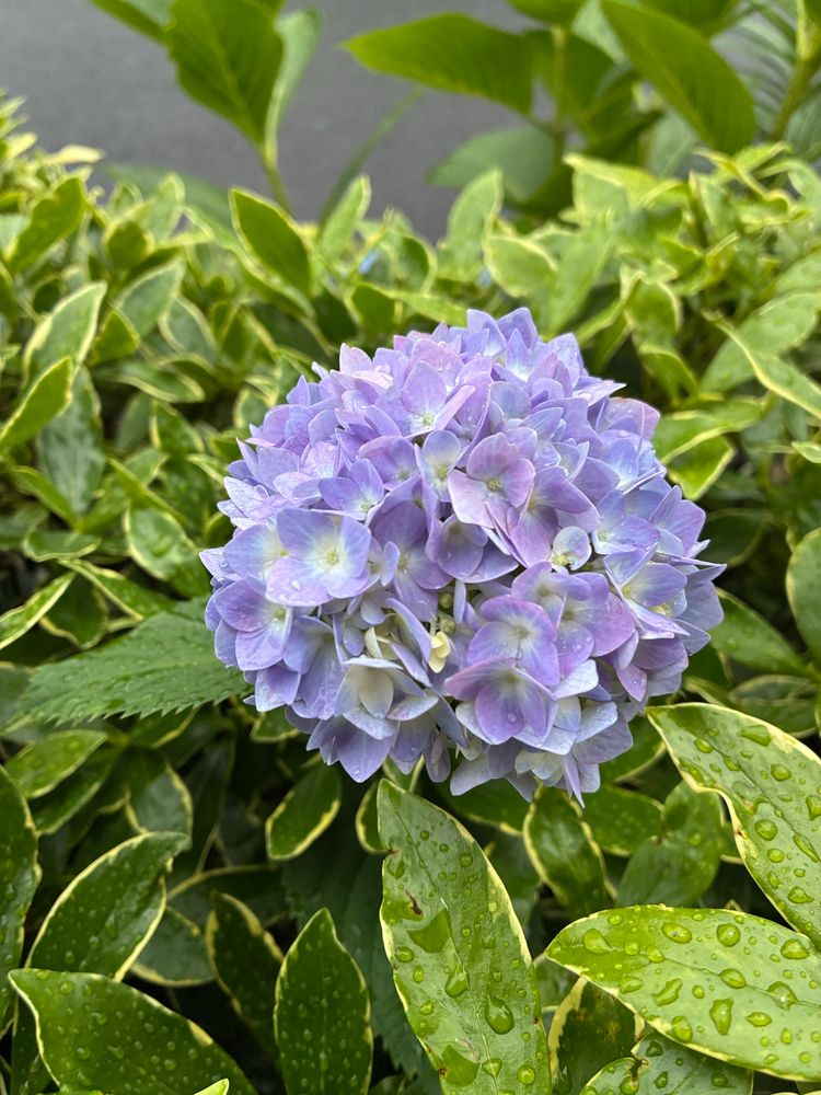 アジサイは好きな花です。
雨に濡れたアジサイは柔らかくてきれいです。