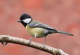 A picture of the great tit, as in the bird