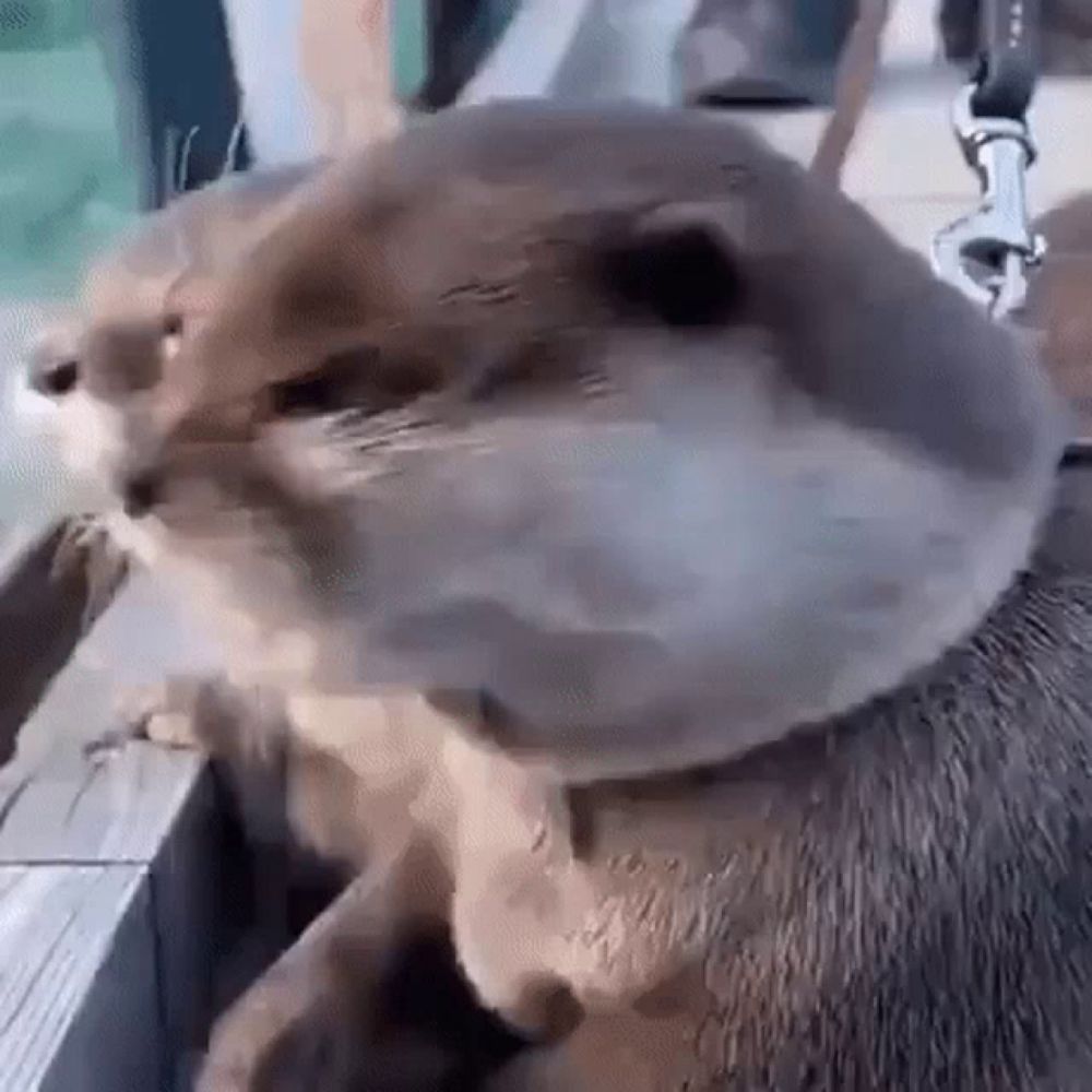 a close up of an otter wearing a leash on a leash .