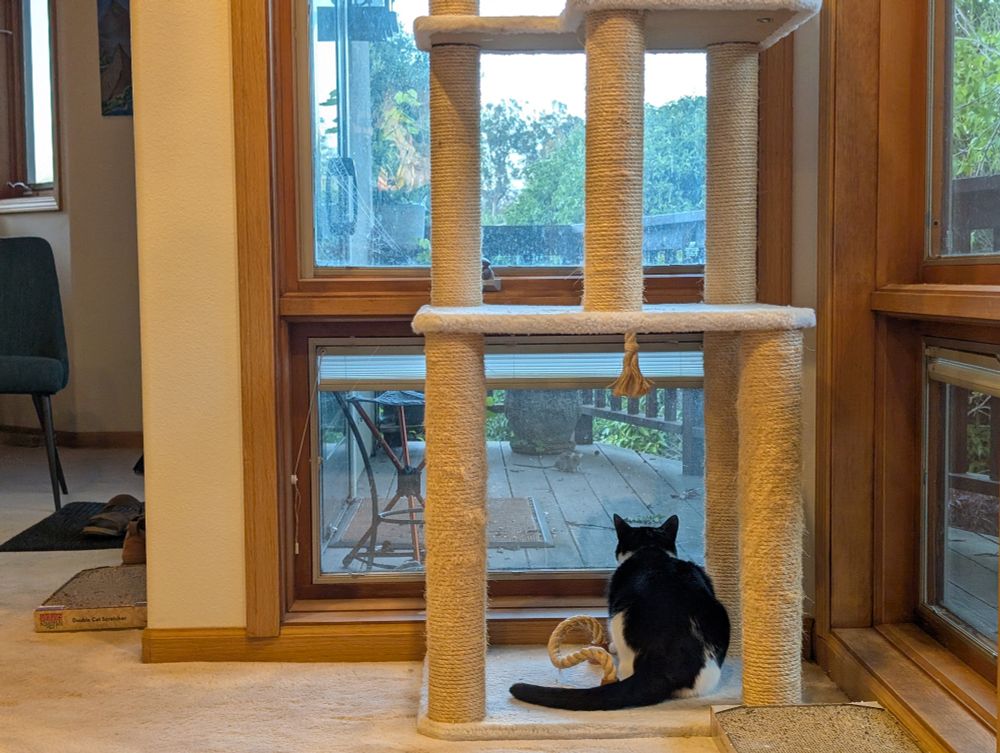 A photo of Astra, a short hair black and white mask and mantle cat, crouched at the base of a cat tree staring out the window at a rat on the deck.