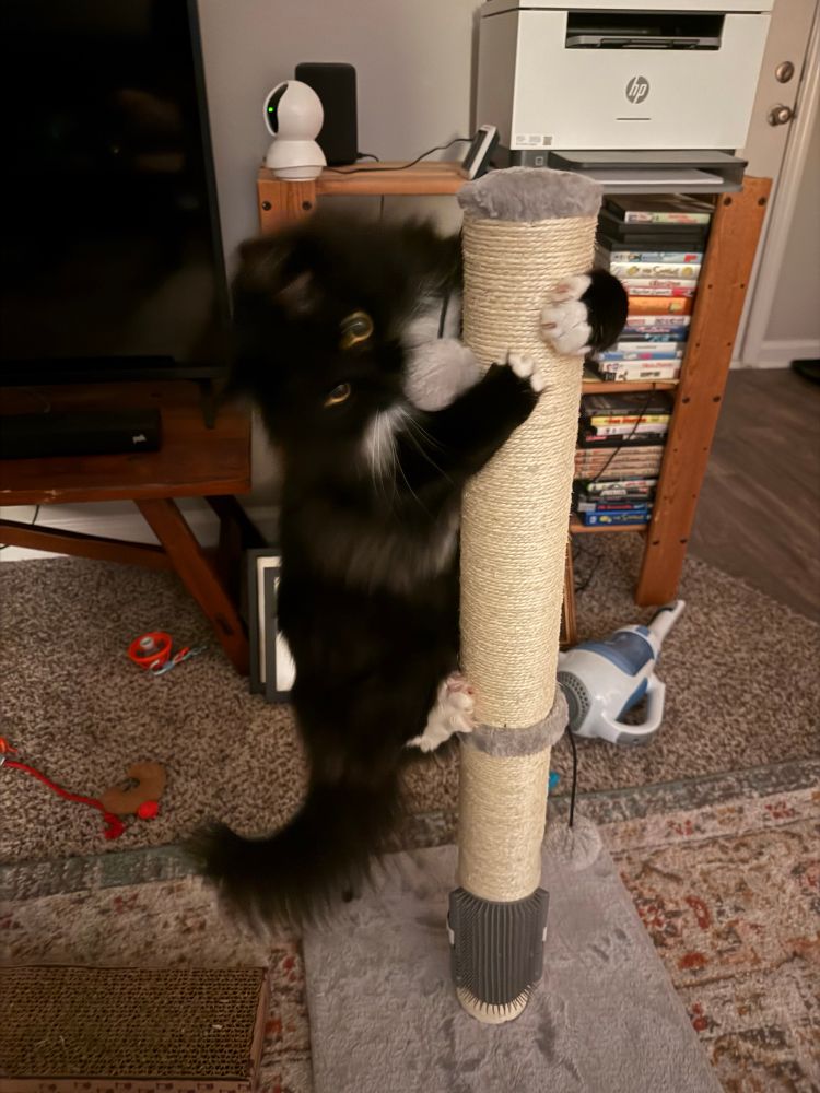 Image of my cat, Mouse, climbing the length of his scratching post and biting it.
