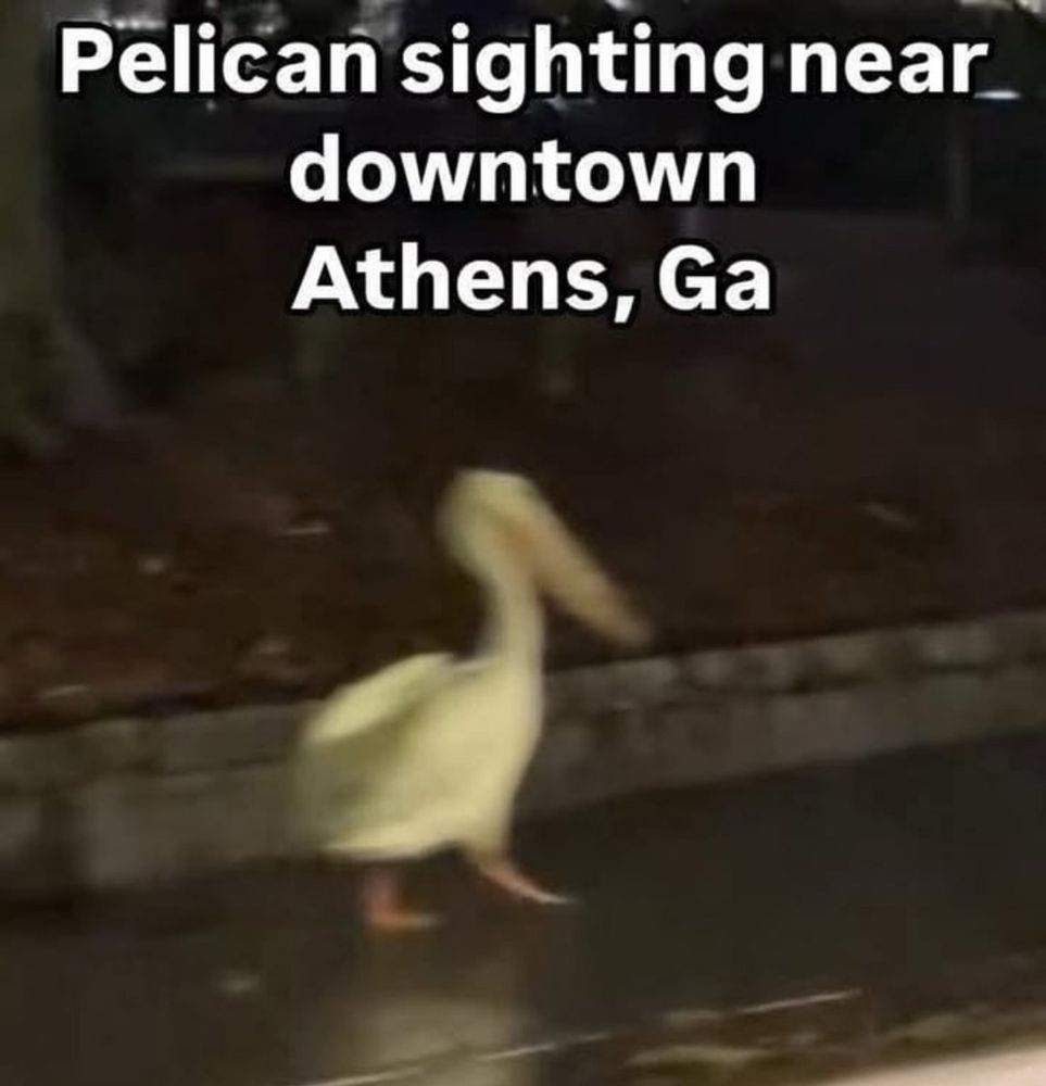 Blurry image of a white pelican, allegedly spotted near downtown Athens, Georgia, where I live. 