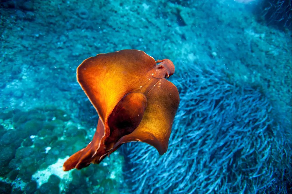 A colorful picture of an orange sea hare underwater 